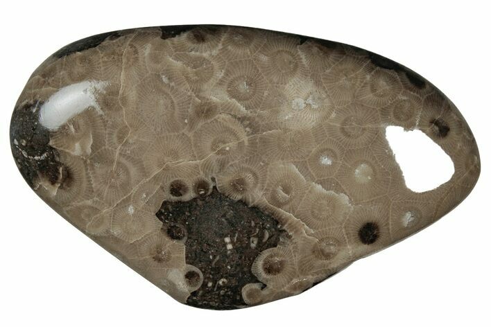 Polished Petoskey Stone (Fossil Coral) - Michigan #212183